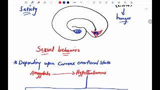 Neuroscience Limbic System Behavior [upl. by Hennahane375]