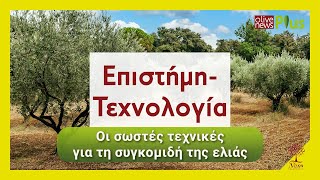 Olivenews ΕΠ 10 Οι σωστές τεχνικές για τη συγκομιδή της ελιάς [upl. by Oeniri344]