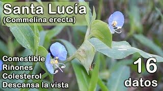 16 datos sobre la santa lucía commelina erecta [upl. by Yllop]