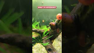 What Is Happening With My Nerite Snail 🤣 🐌 shorts [upl. by Galven]