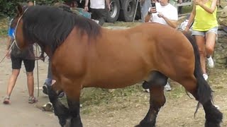 🏅Feria ganadera LLANOS DE PENAGOS 2023 [upl. by Ehcadroj]