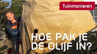 Hoe bescherm je de olijf tegen vorst  Tuinieren  Tuinmanieren [upl. by Nnylaj]