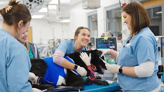 A Day in the Life of a Veterinary Nurse [upl. by Laddie]