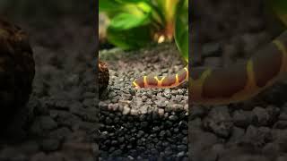 Kuhli loach digging it [upl. by Luciano574]