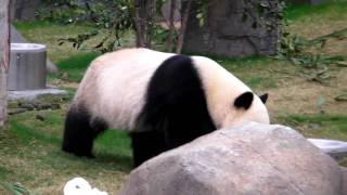 Ailuropoda melanoleuca Hong Kong Ocean Park [upl. by Yleik]