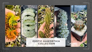 Exotic Haworthia Collection ✨ [upl. by Lirrad]