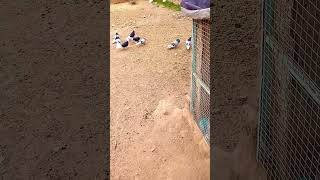 guvercin pigeon fancykabootar kabootar fancypigeon کبوتر kabutar pigeonbreed کفتر birds [upl. by Nomzed]