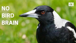 Magpies are even smarter than you think  The Secret Lives Of Our Urban Birds [upl. by Judith]