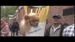 Annual dog Parade back in action at Tompkins Square Park [upl. by Ressan]