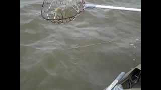 Crabbing Delaware River [upl. by Atived]