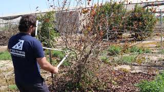 Pruning Governors Plum Tree Flacourtia indica  Exotic Fruit Tree Care [upl. by Ynot]