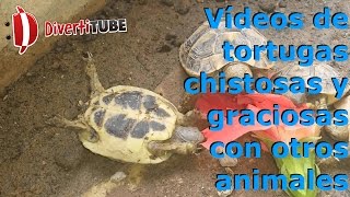 Vídeos de tortugas chistosas y graciosas con otros animales [upl. by Woodrow]