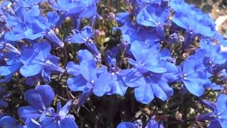 Lobelia Lobelia erinus wwwriomoroscom [upl. by Ymled]