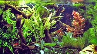 Swordtails in an aquascaping tank [upl. by Vitoria]