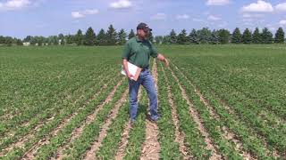 Soybean School Feeding for Yield [upl. by Dnaltroc]