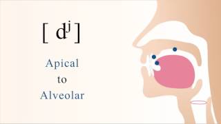 dʲ  voiced unaspirated palatalized apical alveolar stop [upl. by Ettesus]