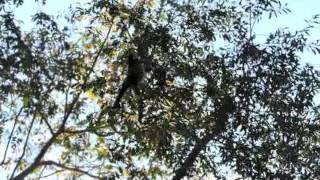 Whitebellied Spider Monkey [upl. by Aelsel]