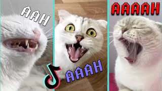 aaaa aaaa aaaa song  Cute Cats Compilation [upl. by Cos957]