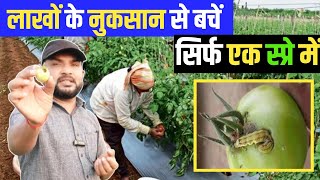 टमाटर में फल छेदक नियंत्रण  Tomato Fruit Borer control [upl. by Dannie963]