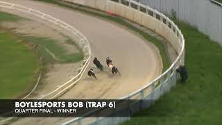 BOYLESPORTS BOB Trap 6 GreyhoundDerby2024 Road to the Final [upl. by Peednama422]