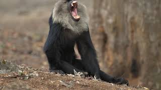 The Kingdom of Lion Tailed Macaque by Poorna Kedar [upl. by Ormsby754]