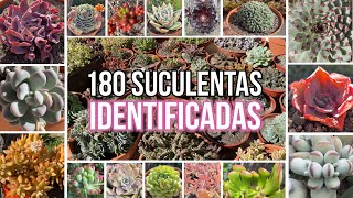 180 SUCULENTAS IDENTIFICADAS  Nombres Cientificos [upl. by Leopold224]