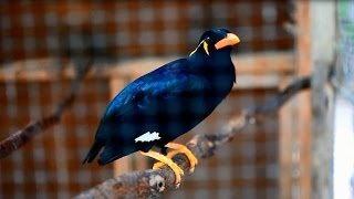 Talented Hill Mynah video in Philippines This bird can speak [upl. by Cadell337]