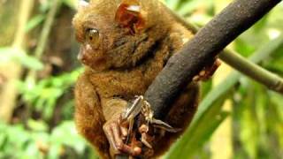 Expressive Tarsier [upl. by Seta]