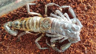 Scorpion molting Heterometrus longimanus molts into 8i [upl. by Urita653]