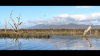 Lake Fyans trout and redfin  old school mudeye fishing techniques and trolling [upl. by Ellerehs]