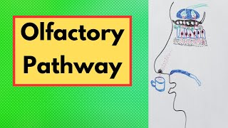 Olfactory pathway  Functions nerves and network involved in the olfactory pathway [upl. by Nwavahs]