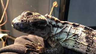 Pied Iguana Update  Ready to breed [upl. by Flieger]