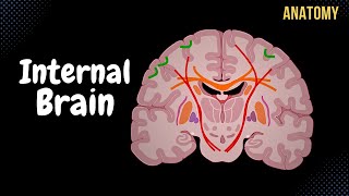 Internal Cerebrum Association Commissural Projection Fibers Basal Ganglion [upl. by Eastman110]