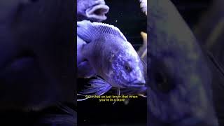 African Cichlid Size  Peacocks Get BIG [upl. by Nylzor]