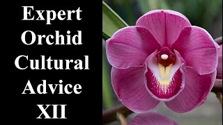 The Ultimate Orchid Care Guide XII  Staking and Deflasking [upl. by Anela]