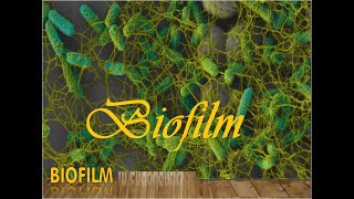 Biofilm  Bacterial film  2023 [upl. by Caritta133]