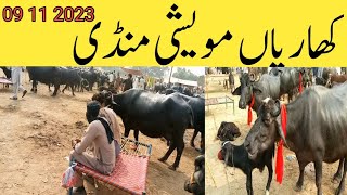 kharian moweshi mandi 09 Nov 2023janwarmandi pkshazar riaz official [upl. by Euqirrne]