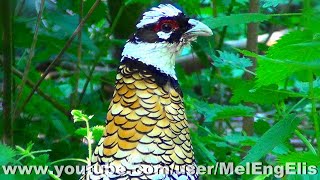 Faisan Vénéré  Reevess Pheasant  Königsfasan  Syrmaticus reevesii [upl. by Tait]