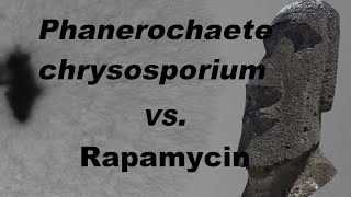 TOR pathway in Phanerochaete chrysosporium [upl. by Cooperstein573]