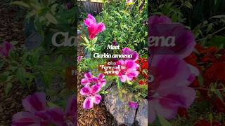 Grow Clarkia quotFarewell to Springquot  lovely Native Flower featuredFlower [upl. by Pyszka]