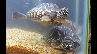 เต่าบึงจุดเต่าบึงดำลายจุด เต่าดำแฮมมิลตัน ประมง62Black pond Spotted pondIndian spotted turtle [upl. by Nil94]