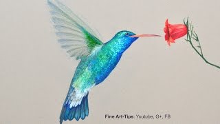 How to Draw a Hummingbird  Drawing With Color Pencils [upl. by Prudy673]