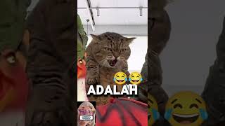 Catasaurus 🤣 funnyvideo catvideos [upl. by Wershba]