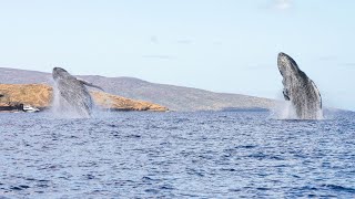 Best Double Breach EVER Maui Whale Watching [upl. by Alial]