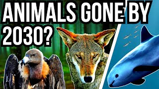 Animals That Will Be EXTINCT By 2050 [upl. by Adelle99]