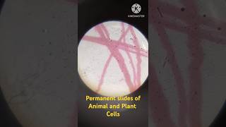 Permanent slides of Animal and Plant cells  Bone muscle stem and onion 🧅 cells😲 [upl. by Spears]