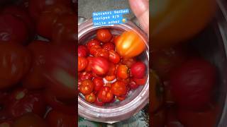 89 Dalle achar 🌶️😋 Navratri 9 achar recipes challenge fyp dalle food achar recipe shorts [upl. by Charyl369]