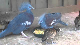 Blue Crowned Pigeon Vocalization [upl. by Marylou]