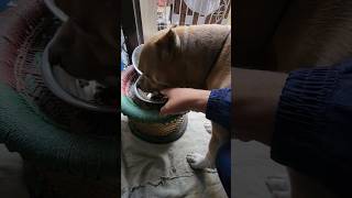 Food🥨 aggression👺 kyu hota hai dogs mei 🤯  amanandbully pitbulldog [upl. by Masry]