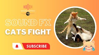 CATS FIGHTING  Sound Effect HQ [upl. by Mettah916]